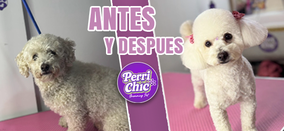 Baño y corte de perro en Puente Alto — Perrichic